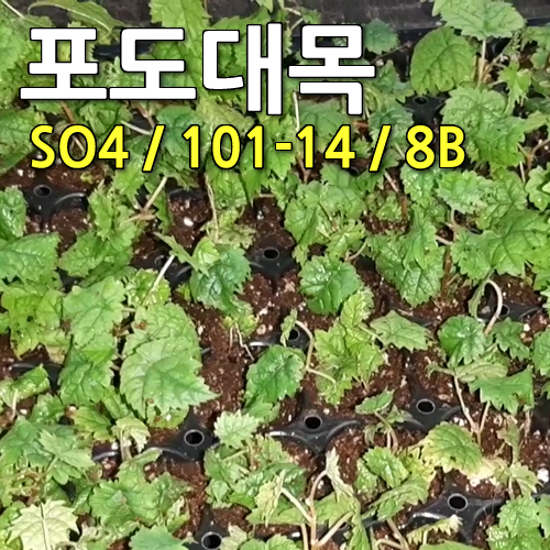 [포도대목] 포도조직배양 대목묘 SO4 , 101-15 , 8B 품종 ★4월초 일괄출고됩니다☆